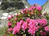 Alpenrosen