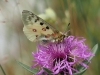 Apollo Schmetterling