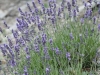Lavendel Busch am Ventoux