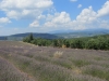 Lavendelfeld mit Mont Ventoux im Hintergrund