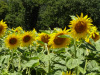 Sonnenblumen