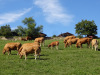 Am Mont Vully