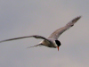 Seeschwalbe