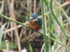Eisvogel