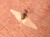 Eintagesfliege