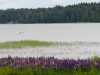 Vesijärvi Uferzone